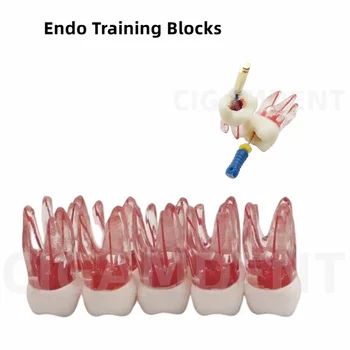 20Pcs Fogászati endodontikus gyökérkezelés Gyakorlati modell RTC fájlok Gyakorló blokkok Tanulmány Hallgató gyökér Endo fájl gyakorló képzés